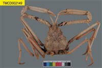 藏品(羚羊密刺蟹)的圖片